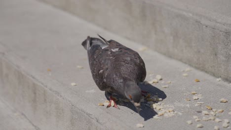 Close-Up-Of-City-Pigeon-Eating-Crumbs-On-Steps-In-Paris-France