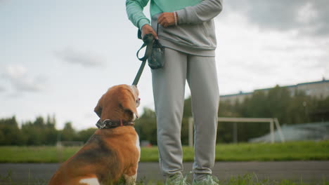 pet seated attentively on green field staring at owner reaching into purse to bring out treat, eagerly waiting as owner gently places food into pet's mouth during sunny outdoor training session