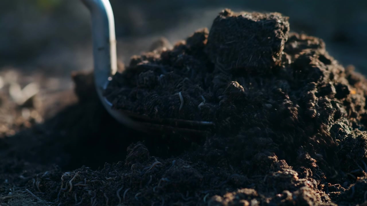 Primo piano dal basso mostra una pala di metallo che solleva terriccio scuro e friabile di compost all'aperto, con vermi esposti e particelle che cadono che suggeriscono ricca materia organica pronta per la semina in giardino, con terreno, compost