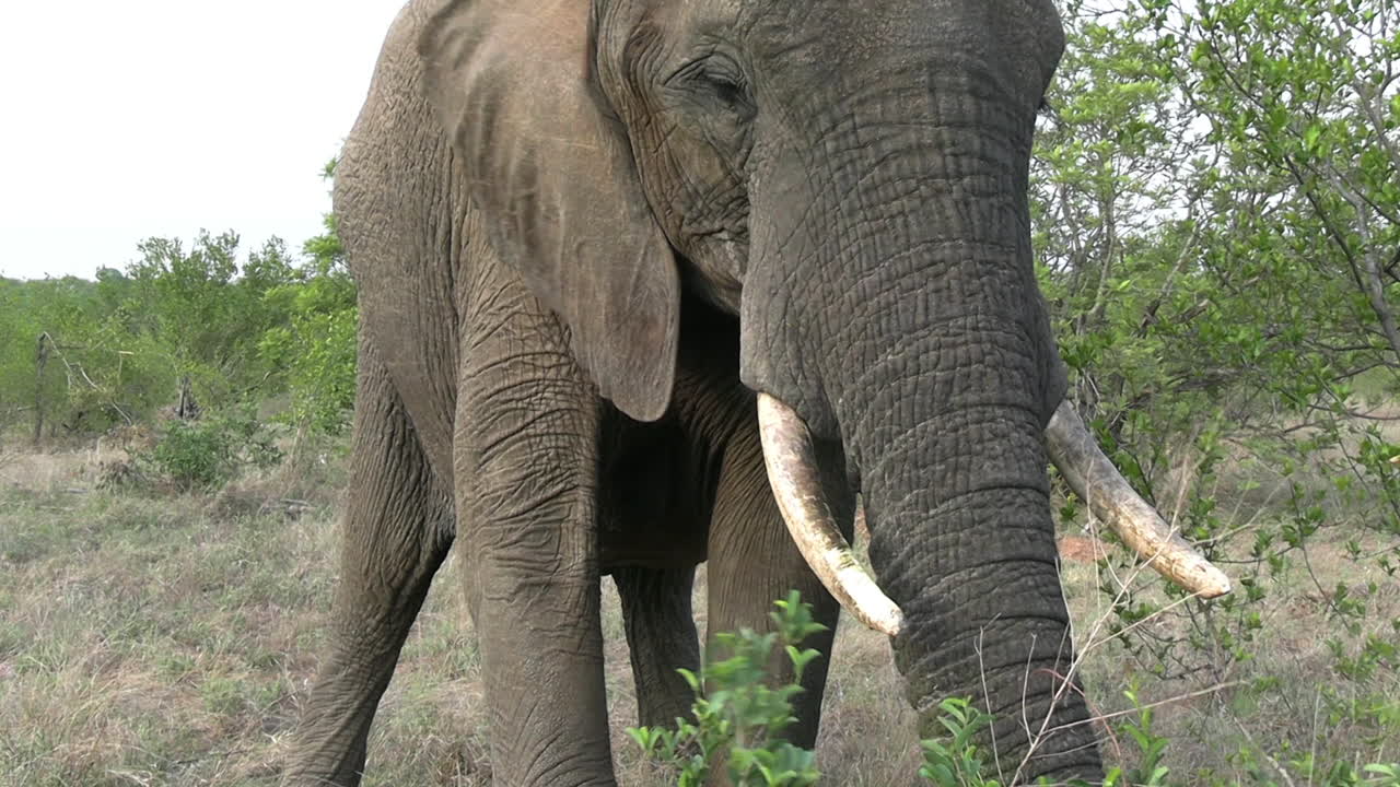 elefante comiendo hierba y defecando en el desierto de la sabana africana