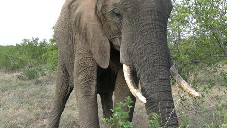 elephant eating grass and defecate in wilderness of african savanna