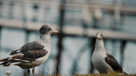 Belcher's-Gull-Birds-In-The-Shore-Near-Ushuaia-In-Tierra-de-Fuego,-Argentina,-Patagonia