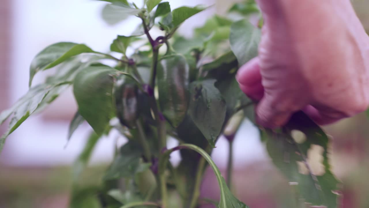 Fresh green peppers growing on a bush with leaves being pruned by hand