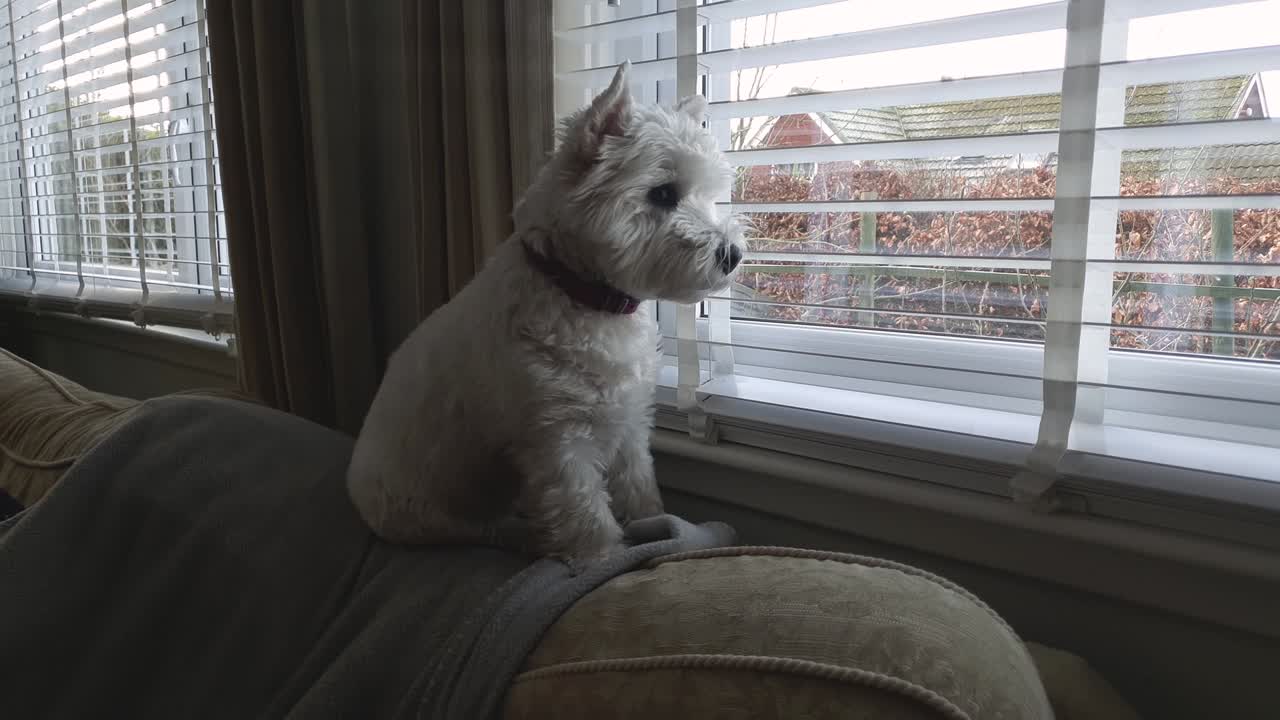 웨스트랜드 테리어 개 가 소파 에 앉아 이웃 을 감시 하고 있다