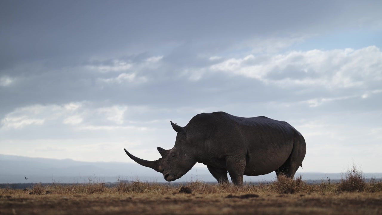 Filmisk slowmotion-nærbillede af et hvidt næsehorn under en dramatisk himmel i et vildtreservat, afrikanske dyr på safari i Kenya, Afrika, truet dyreart.