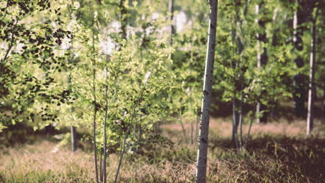 Sunrise-or-sunset-in-a-spring-birch-forest-with-rays-of-sun-shining