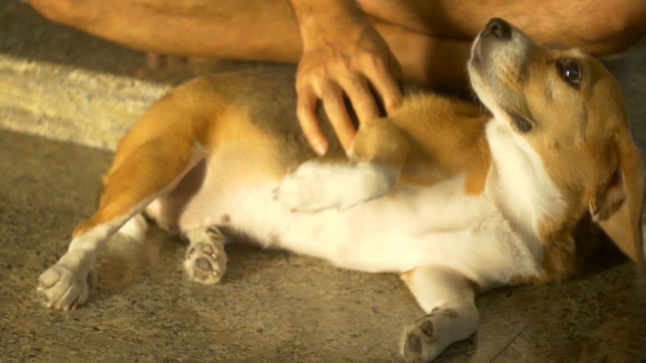 hombre sentado en el suelo masajeando a su perro beagle