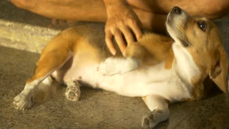 man sitting on floor massage his beagle dog