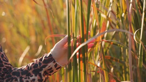 view of hand of woman wearing animal printed dress walking thru tall colorful grass in countryside field, handheld portrait close up slow motion