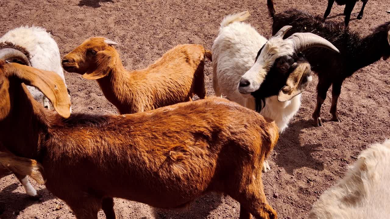 Group of goats in shades of brown, black, white roam dusty petting zoo terrain
