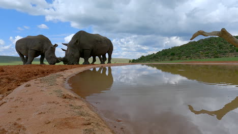 three majestic white rhinos with big horns next to waterhole on game reserve