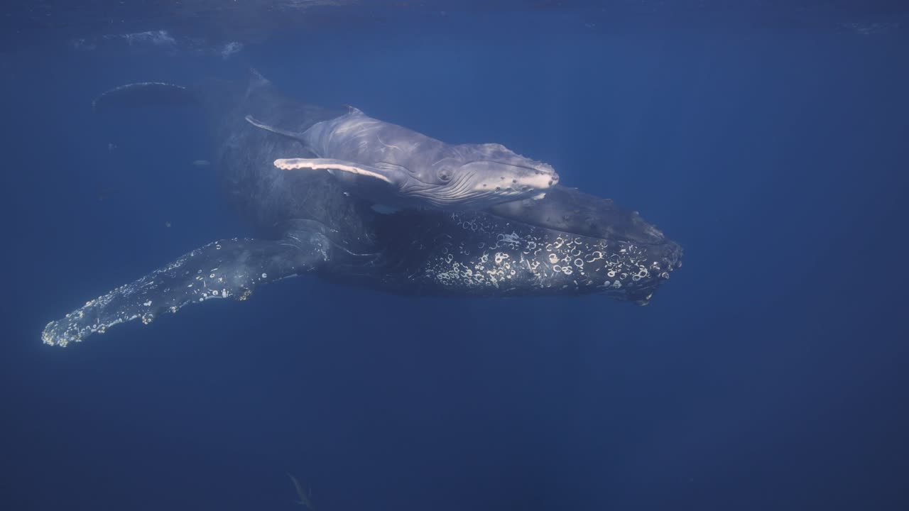 A newborn baby humpback whale swims along side its mother in Mexico