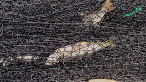 black-fishing-net-closeup-with-dead-fish-in-it