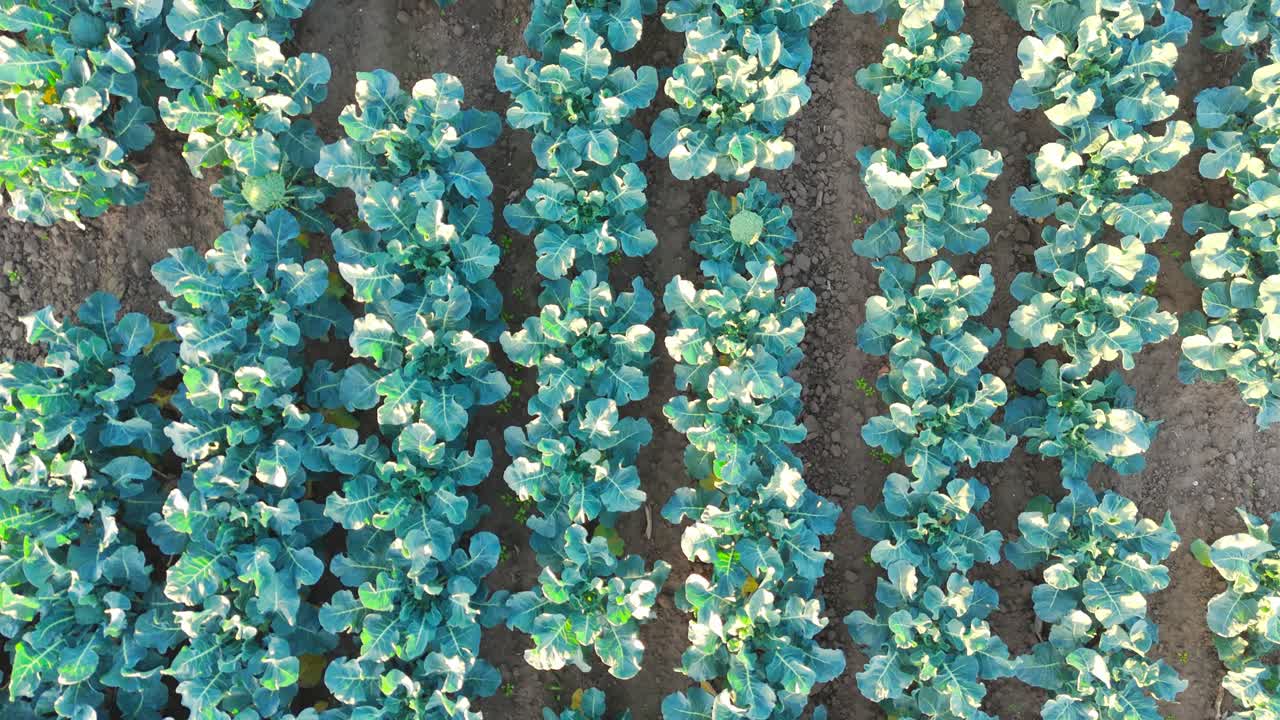 Aerial drone footage of agricultural crops of cabbage and broccoli. Rows of vegetable's in a farmers field. High brassica yields, cabbage, cauliflower, broccoli, Brussels sprout, kale