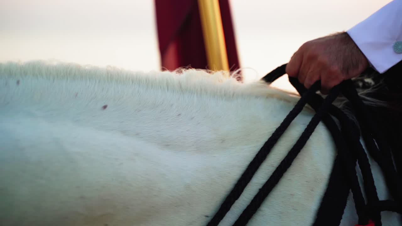 Primo piano sulla mano di un cavaliere e il suo cavallo