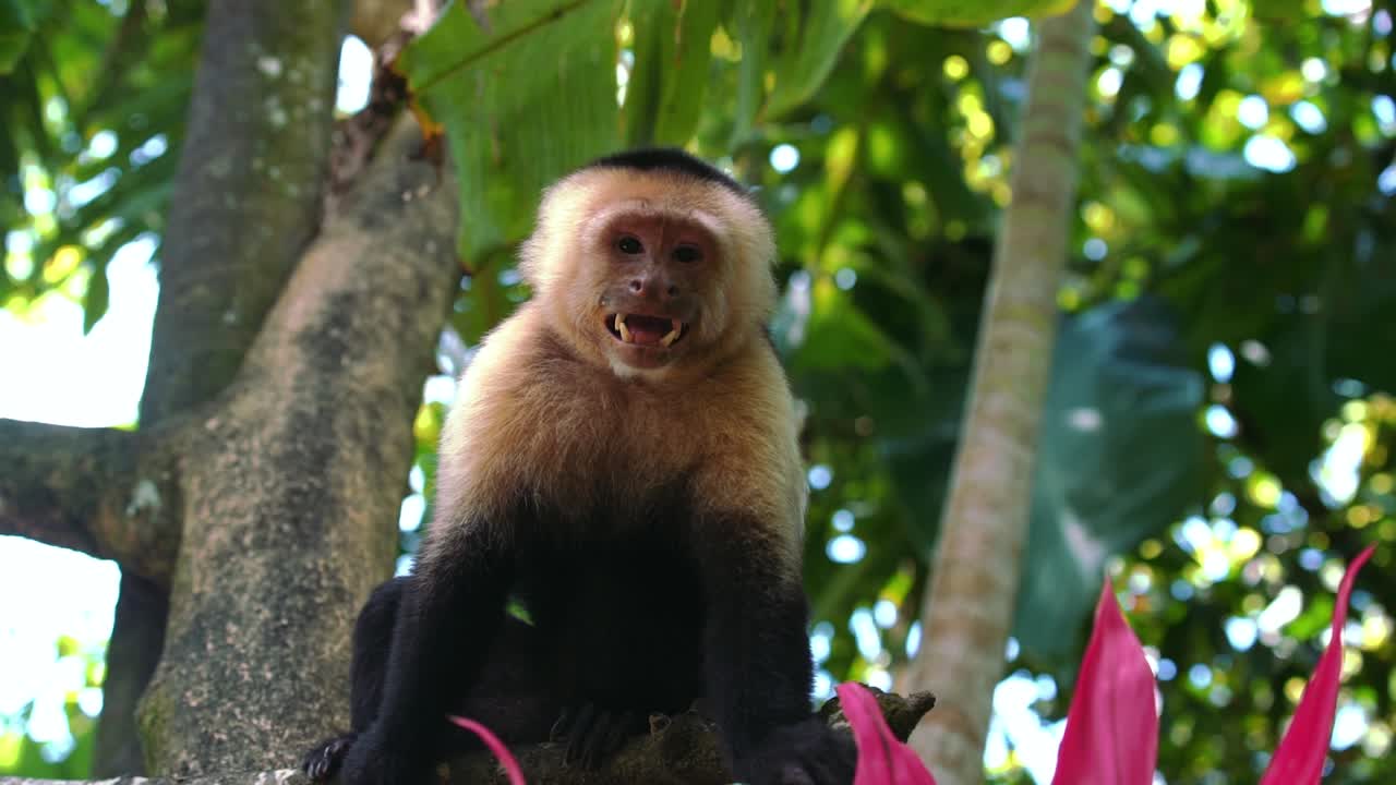 Slow Motion clip of a social, cute, wild and curious Capuchin Monkey on a tree at Manuel Antonio National Park in Costa Rica