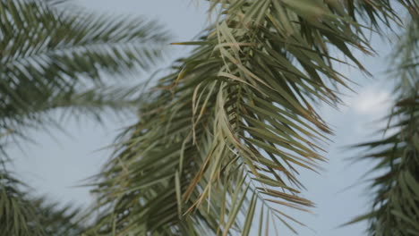 palm tree branches
