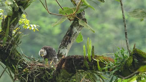 a crested serpent eagle perched and throwing on a tree branch in a lush tropical forest,