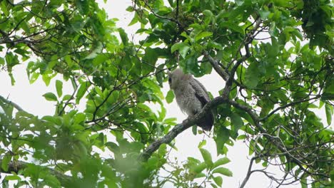 mirando a su derecha mientras se posan durante el día, bubo nipalensis, búho real de vientre manchado, parque nacional kaeng krachan, tailandia
