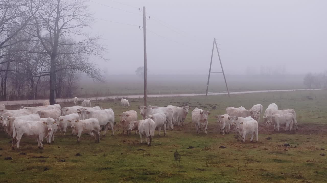 Misty field in Northern Europe with motionless cows on cold autumn morning