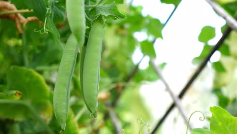 fresh green peas growing on the vine