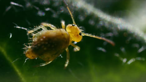 Makro-Nahaufnahme-Eines-Gelben-Kugelförmigen-Springschwanzes-Auf-Einem-Blatt-Im-Wald,-Draufsicht