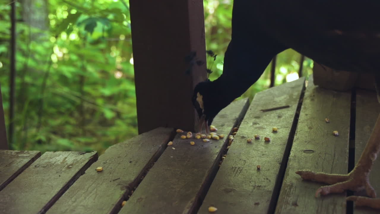 갑판에서 팝콘 커널을 먹는 공작
