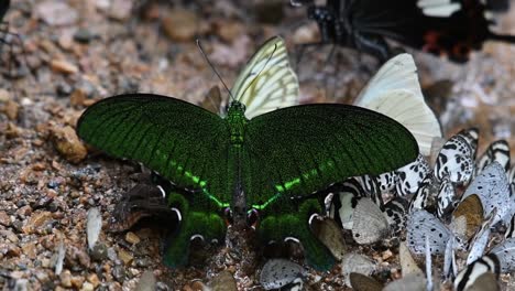 4k-Papilio-Paris,-La-Mariposa-Pavo-Real-De-París-Emite-Un-Fino-Rocío-Líquido-Desde-La-Punta-De-Su-Abdomen-Debido-A-La-Ingesta-Excesiva-De-Agua,-En-El-Suelo-Del-Bosque-Tropical,-Parque-Nacional-Kaeng-Krachan,-Tailandia-Asia