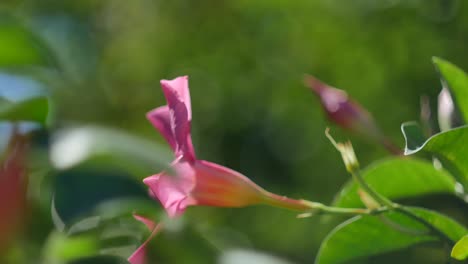 close up of wind blowing magenta colored flower around with out of focus background - shot with vintage helios 44-2 58mm f2 lens - bokeh balls