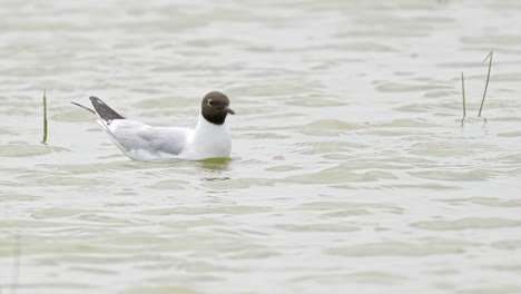 gaviota de cabeza negra en las aguas costeras, pantanos de lincolnshire, reino unido