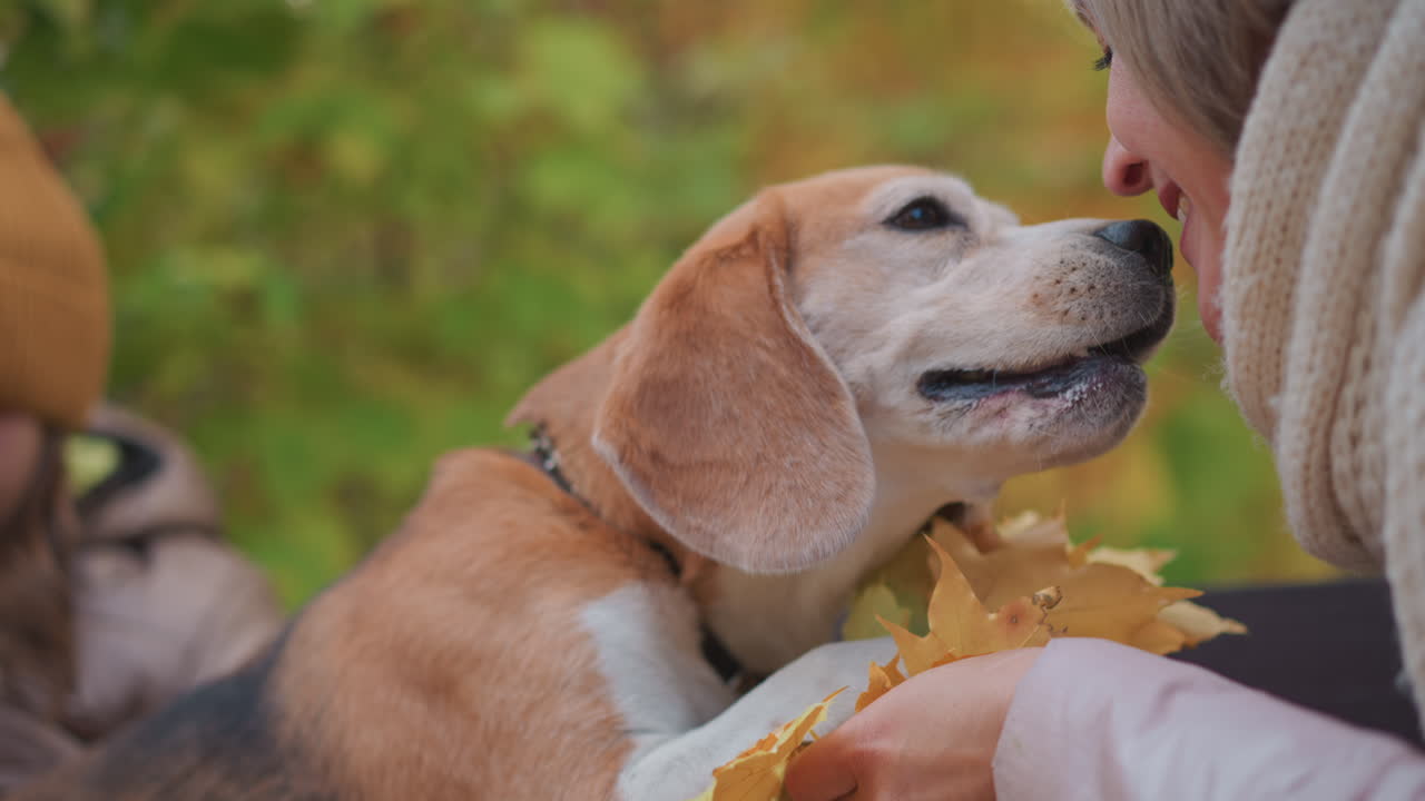 Closeup of woman seated on park bench wearing knit scarf and light jacket extending bright yellow maple leaf toward patient beagle which turns away unengaged, framed by vibrant autumn foliage
