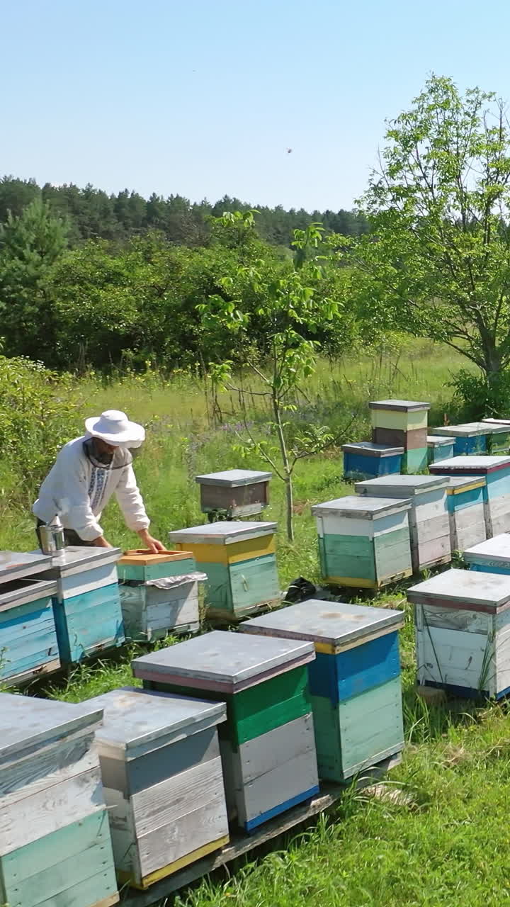 Man working in apiary. Beekeeper inspecting and examining honeycomb frame at apiary