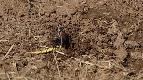 wasp building and expanding its nest