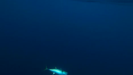 atún capturado y arrastrado por un pescador