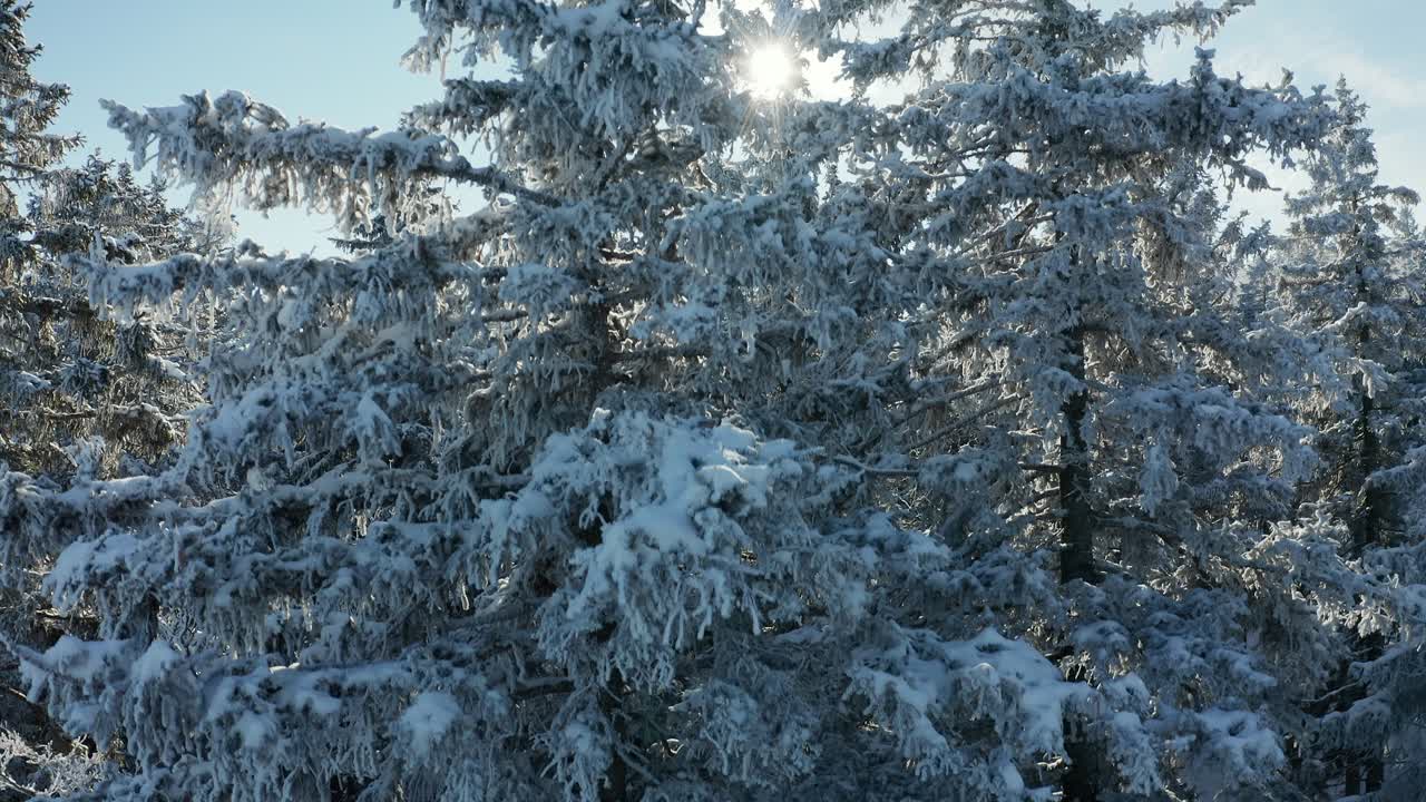 Stigende droneutsikt av snødekt tre med sollys bakfra, linseglimt for effekt, flyfoto av vinterkledd skog