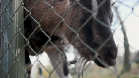 pequeña cabra marrón con cuernos caminando detrás de una cerca de metal en una granja a cámara lenta, cerca