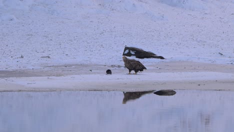 white tailed eagle eats on frozen lake while hooded crow moves close, hoping for scraps in snow