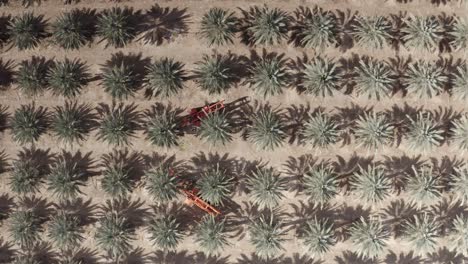 date palm plantation with farm machinery