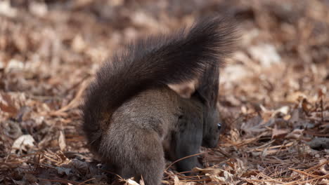 cute red squirrel nuzzle into fallen leaves to hide or bury nut for reserve and tread down the place with paws