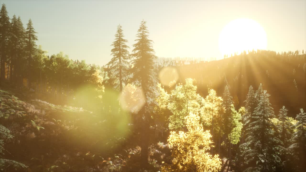 가을의 숲에서 해가 뜨고