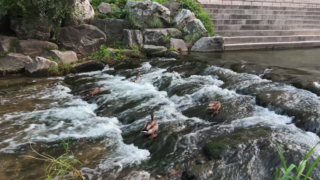 Mallard Ducks Feeding On The Stream In Seoul, South Korea. - wide shot