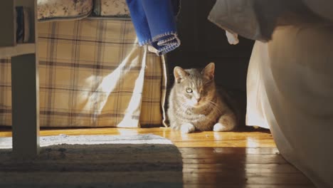 cat resting on the floor where the sun is shining - static shot