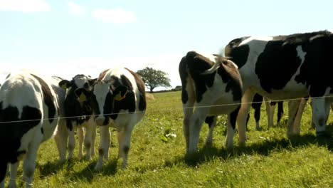 Vacas-En-El-Campo-De-Los-Agricultores