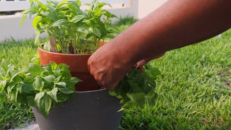 pruning fresh oregano out of the pot