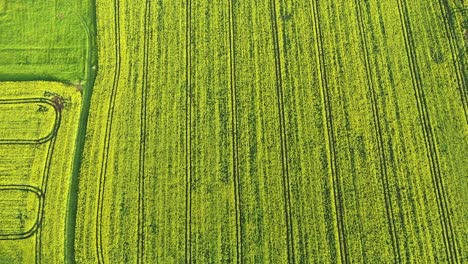 sunshine over bright green rapeseed field. aerial