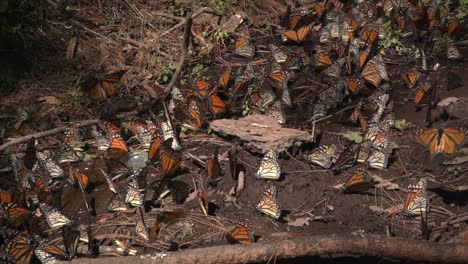 a large gathering of monarch butterflies on the wet muddy ground