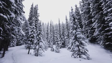 winter wonderland forest in banff alberta 4k