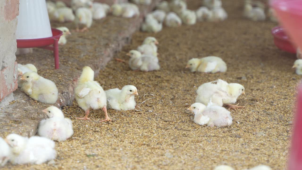 There are baby chickens in the poultry farm.