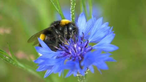 macro shot di calabrone selvatico che raccoglie polline di fiore blu nel deserto durante la giornata di sole nella stagione primaverile