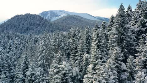 Schöner-Schneeszenenwald-Im-Winter.-Überfliegen-Von-Schneebedeckten-Kiefern.